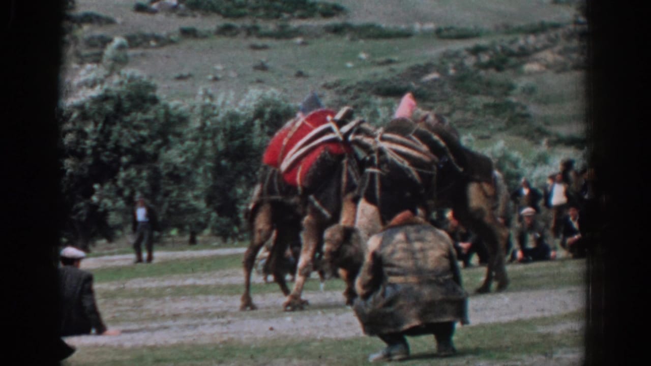 Decorated camels push against each other while spectators watch from the field edge.