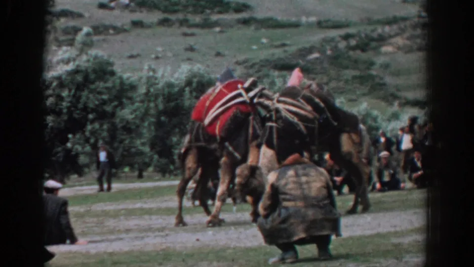 Two camels with ornate cloths strain together on a grassy field near Izmir, with men watching in the background.