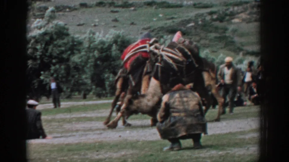 The camel fight intensifies on the field, with one animal dipping low and spectators clustered behind it in 1962 Izmir footage.