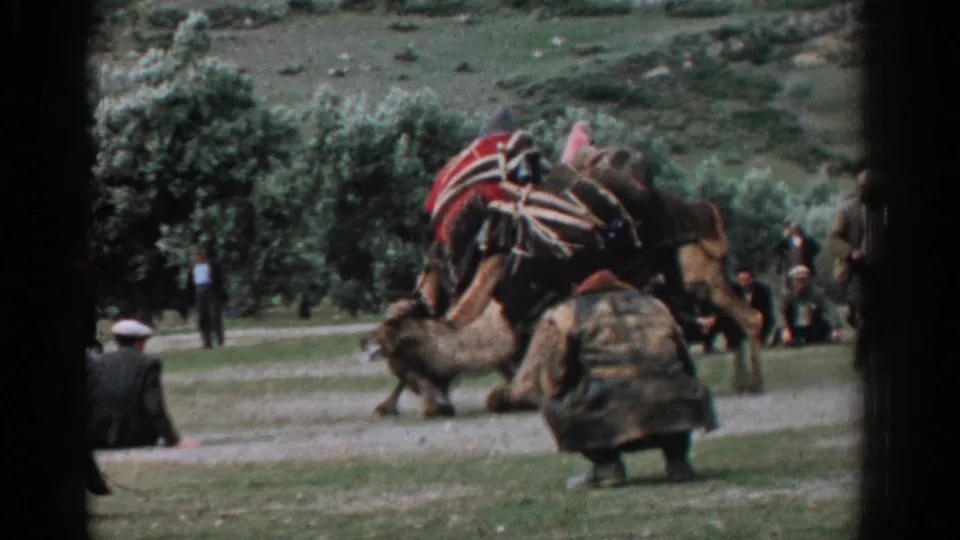 Near the end of the 8mm clip, one decorated camel lowers to the field while another stands beside it and men watch.