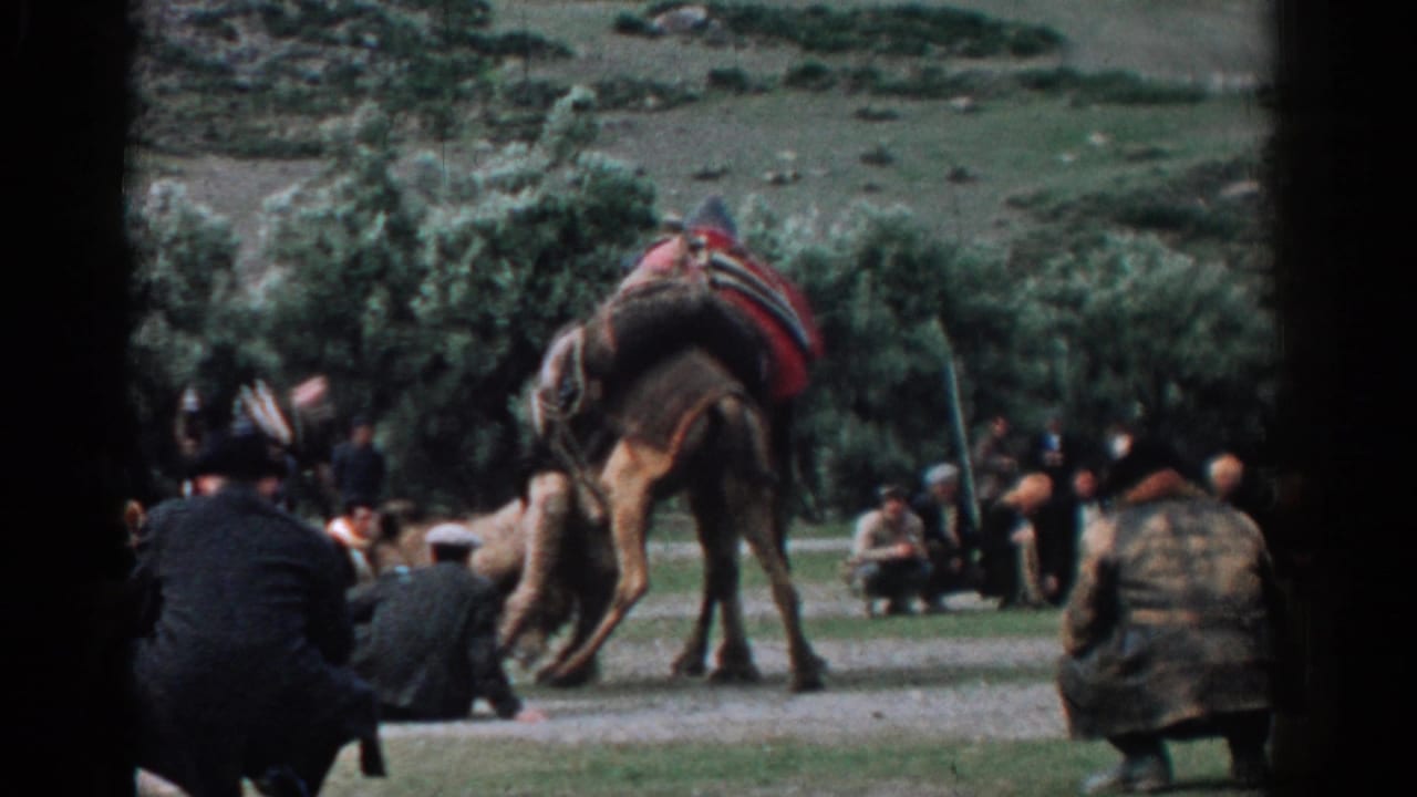 Two saddled camels face each other as men watch from the edge of a rural clearing.