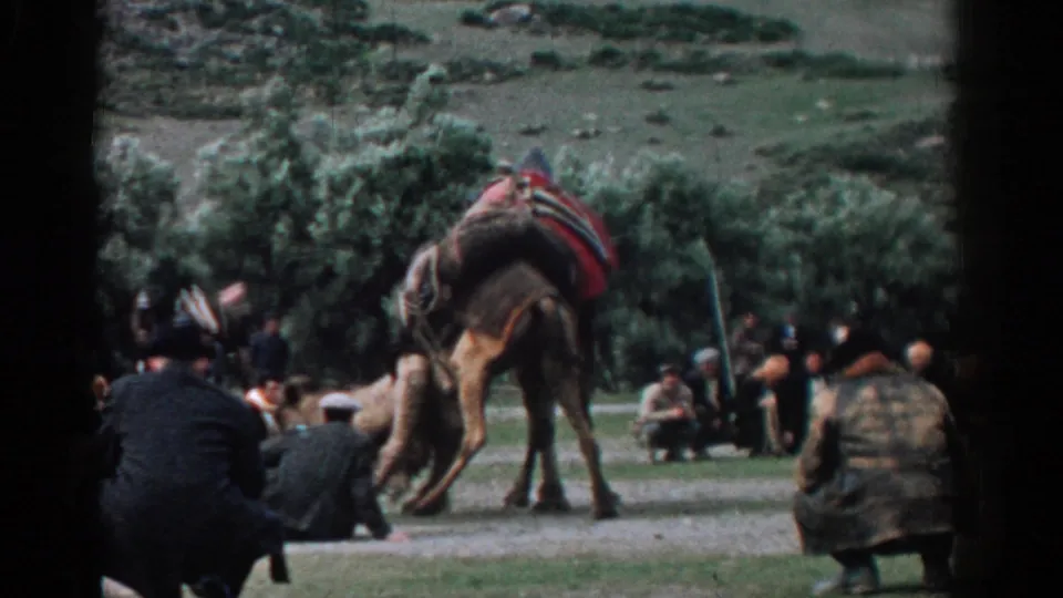 In 1962 Izmir-area home-movie footage, two decorated camels stand near adult male spectators in an outdoor rural setting.
