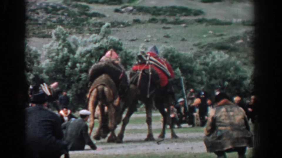 Two decorated camels move in front of a crowd of adult men in 1962 Izmir, Turkey archival home-movie footage.