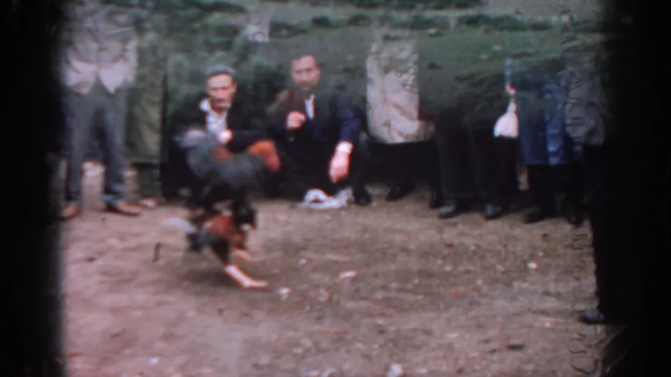 A cockfight unfolds on dusty ground as adult male spectators in suits and coats watch in 1962 Izmir, Turkey footage.
