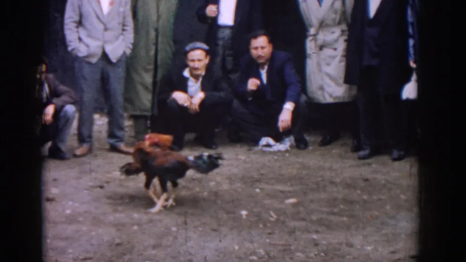 An adult crowd watches a rooster move through the cockfight area in 1962 Izmir, Turkey home-movie footage.
