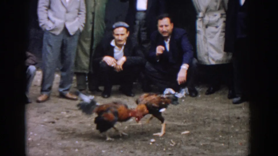 Two roosters fight in a dirt arena in 1962 Izmir as men in suits, caps, and coats watch from the edge.