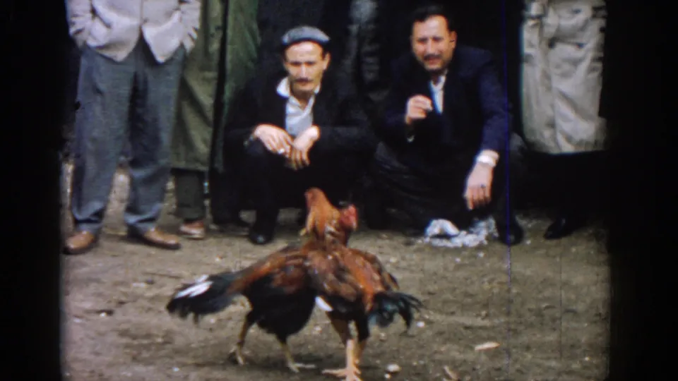 A rooster moves through the dirt ring while crouching men and standing spectators watch in 1962 Izmir, Turkey.