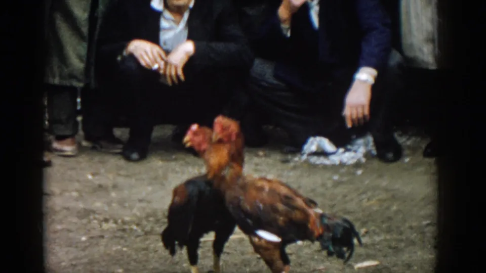 Two roosters stand close in the dirt arena while male spectators crowd the edge of the ring in 1962 Izmir.