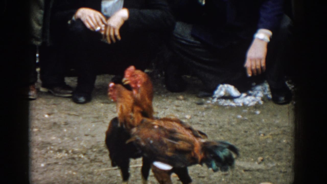 Two roosters fight on dirt ground while men stand and crouch nearby.