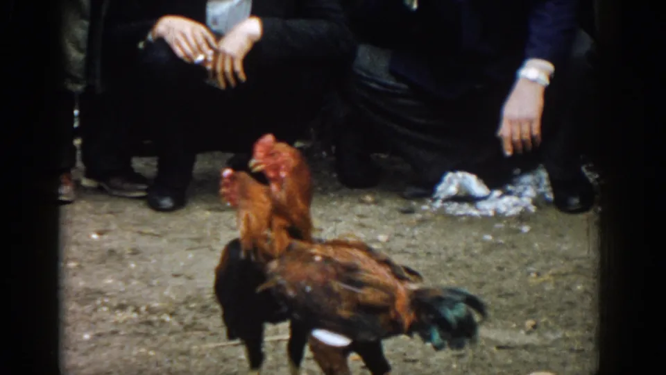 In 1962 Izmir, Turkey, two roosters face off on dirt ground as men in dark clothing watch from close range.