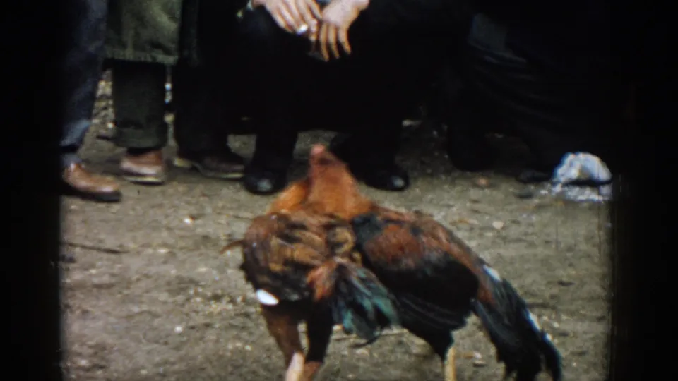 The roosters lock together during the fight, with men's shoes and dark trouser legs visible around the dirt area in Izmir.