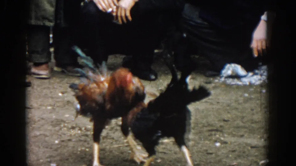 A close handheld frame shows the roosters colliding on the dirt ground, with spectators' legs and shoes surrounding the fight.