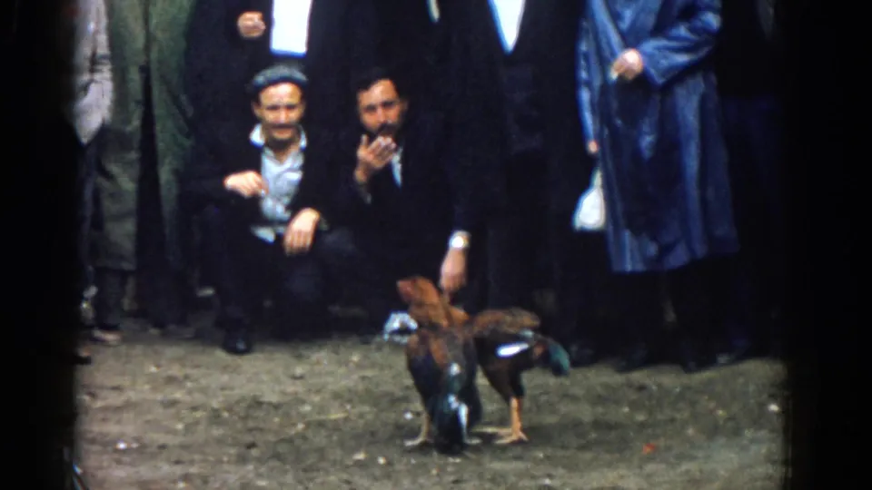 Men in suits and coats watch from a tight circle as two roosters continue fighting on the dirt ground in 1962 Izmir.