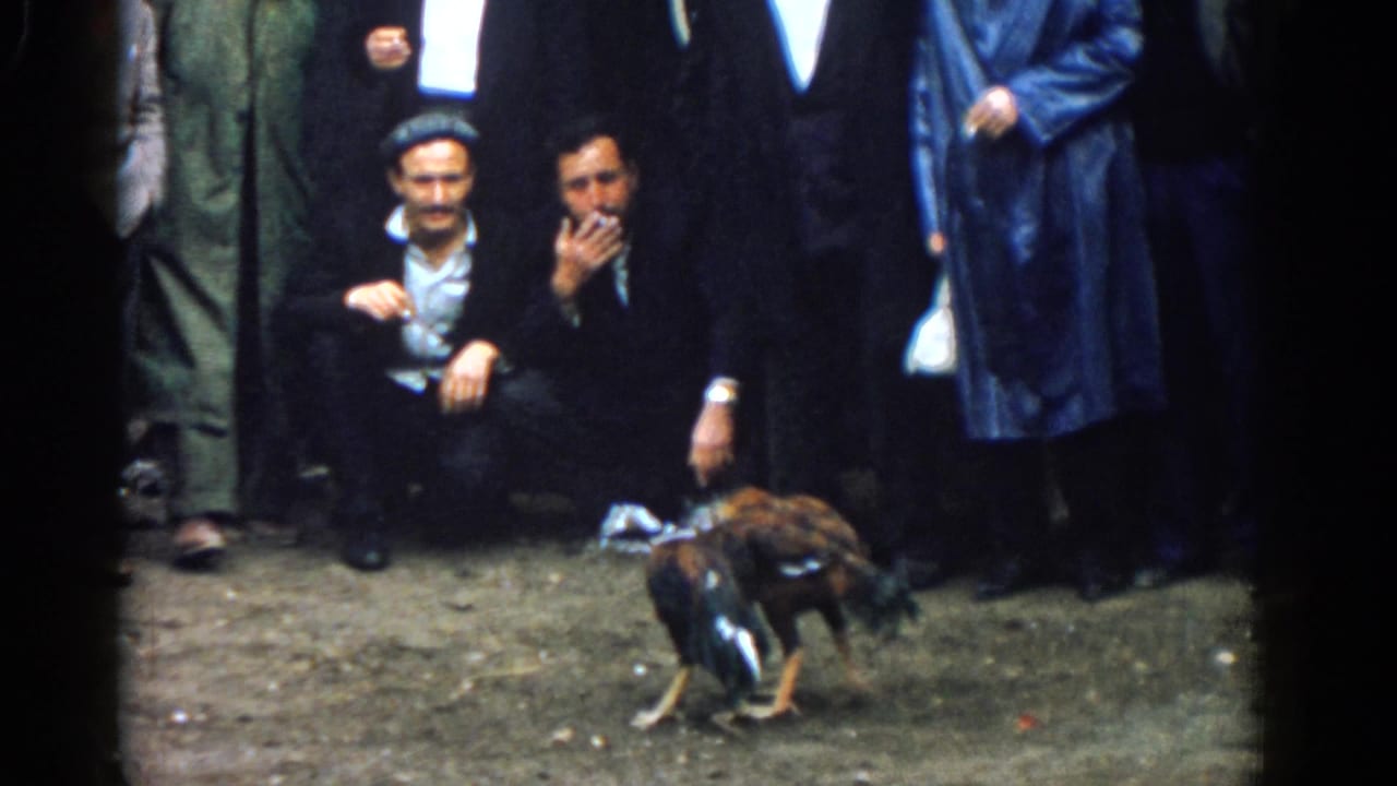 Two roosters fight on dirt while men crouch and stand watching nearby.