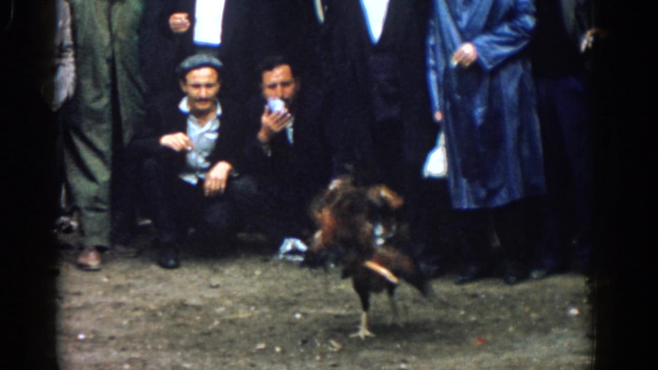 A rooster lifts up during the fight as men watch from the edge of the dirt area.
