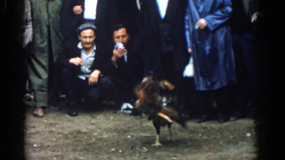 In the 1962 Izmir footage, a rooster jumps during the fight while crouching and standing men observe at close range.
