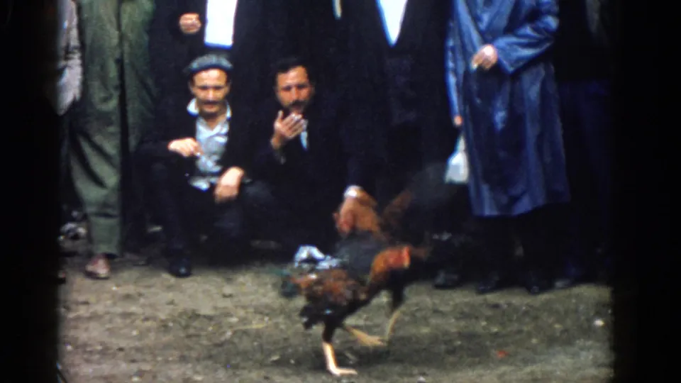 Two roosters clash in the foreground of this 1962 Izmir home-movie frame, with adult male spectators behind them.