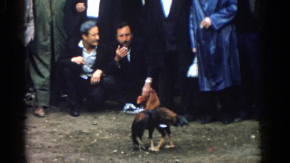 Near the end of the 1962 Izmir clip, two roosters face off on dirt while men in period clothing watch and smoke.
