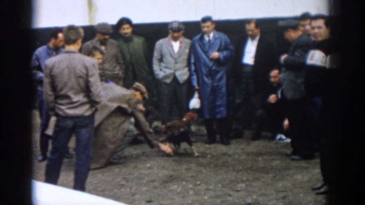 A man reaches toward a rooster as a crowd watches nearby.