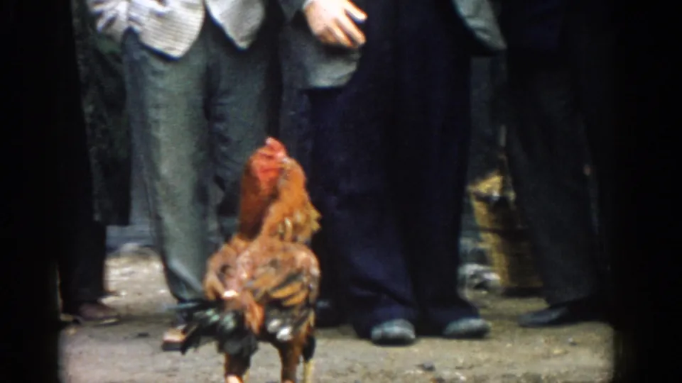 A closer 8mm frame shows a rooster on dirt ground beside the legs of male spectators in the Izmir cockfight scene.
