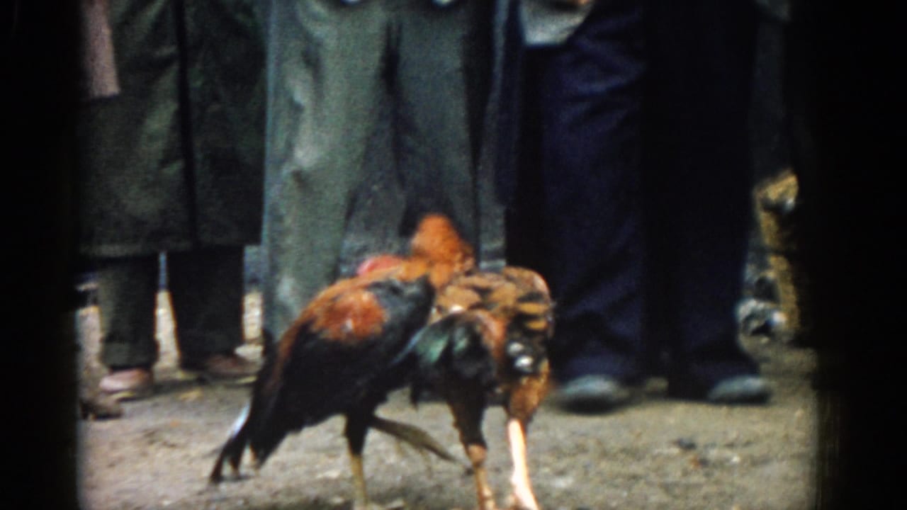 Two roosters face each other on dirt ground as spectators stand close behind them.