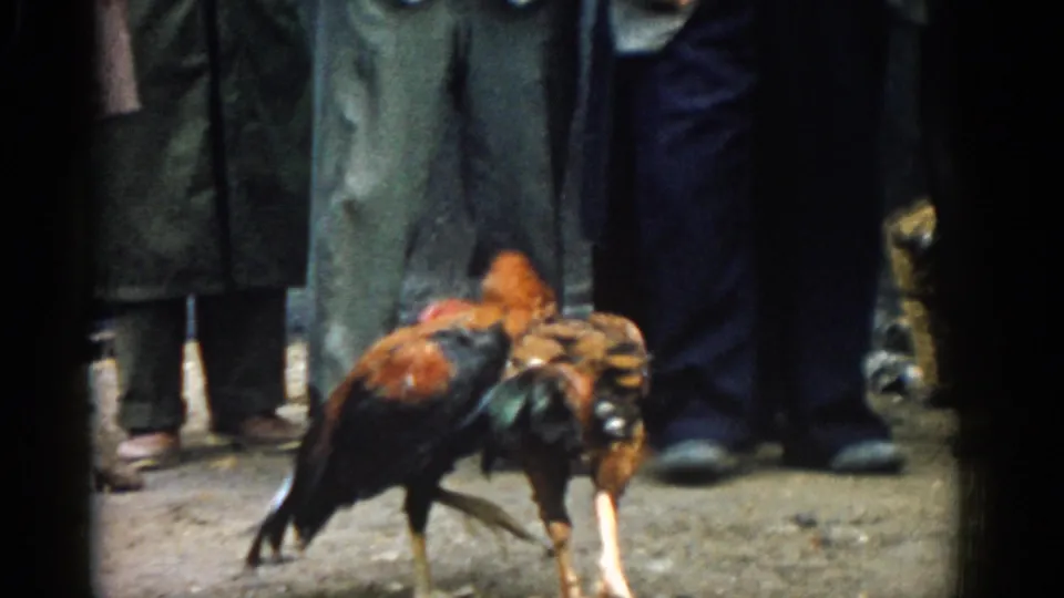 In 1962 Izmir, two brown-orange roosters confront each other in front of a tight crowd of standing spectators.