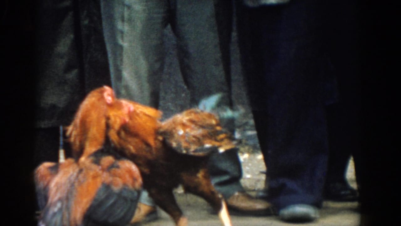Two roosters clash near the feet of a surrounding crowd.