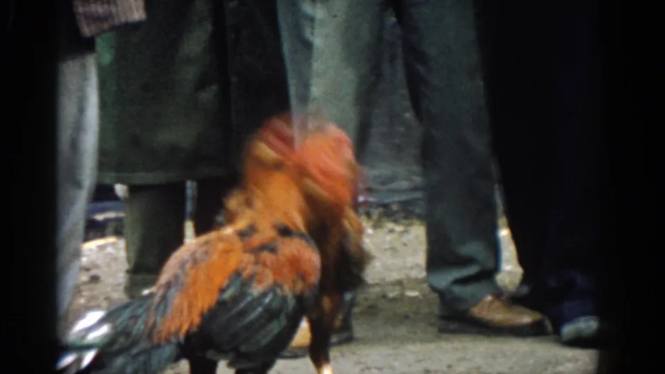 A rooster moves quickly during the 1962 Izmir cockfight, with motion blur and a low view of the watching crowd.