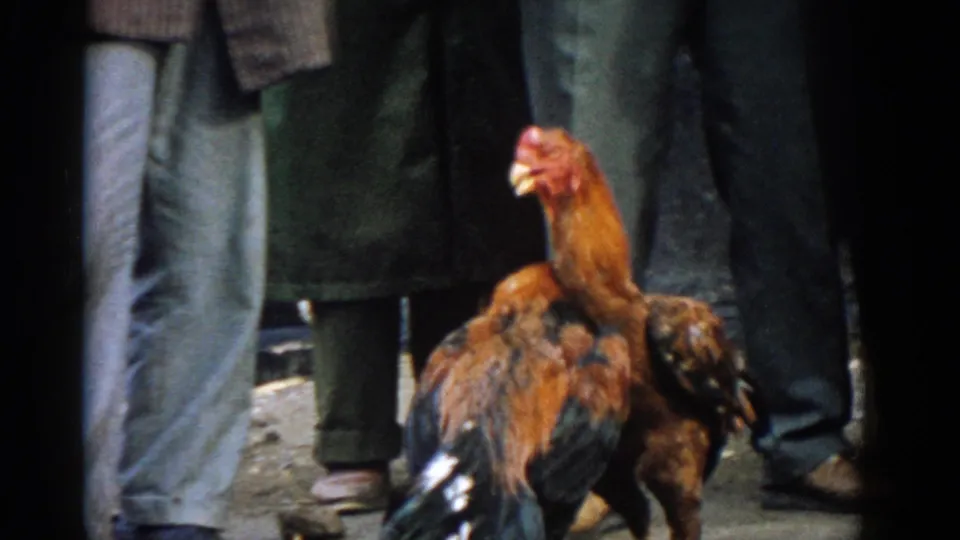 One rooster rises upright beside another during the Izmir cockfight, with spectators' legs and coats filling the background.