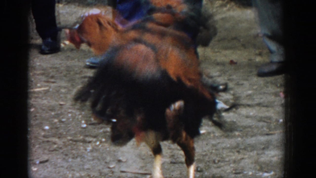 Two roosters clash on dirt ground near men's shoes and trouser legs.