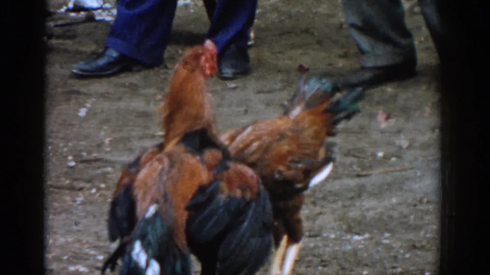 Two roosters with brown and black plumage confront each other on dirt in the 1962 Izmir home-movie scene.