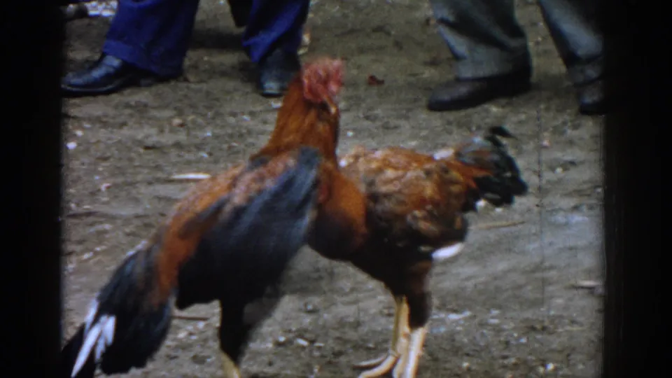 The 8mm frame shows the roosters close together on dirt ground, with adult spectators visible only from the legs down.