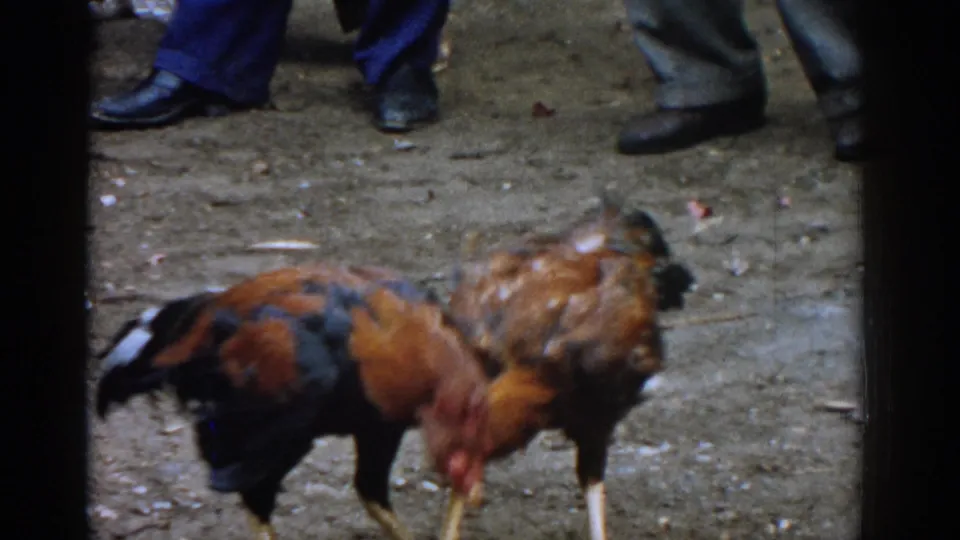 At the end of the 1962 Izmir clip, the roosters lower and lunge amid motion blur, with spectators' shoes nearby.