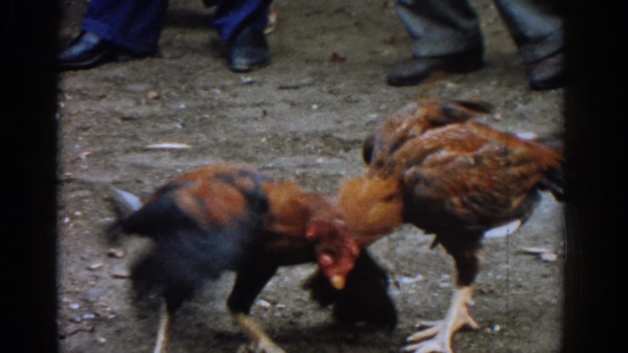 Two roosters clash on dirt while men's legs and shoes stand nearby.