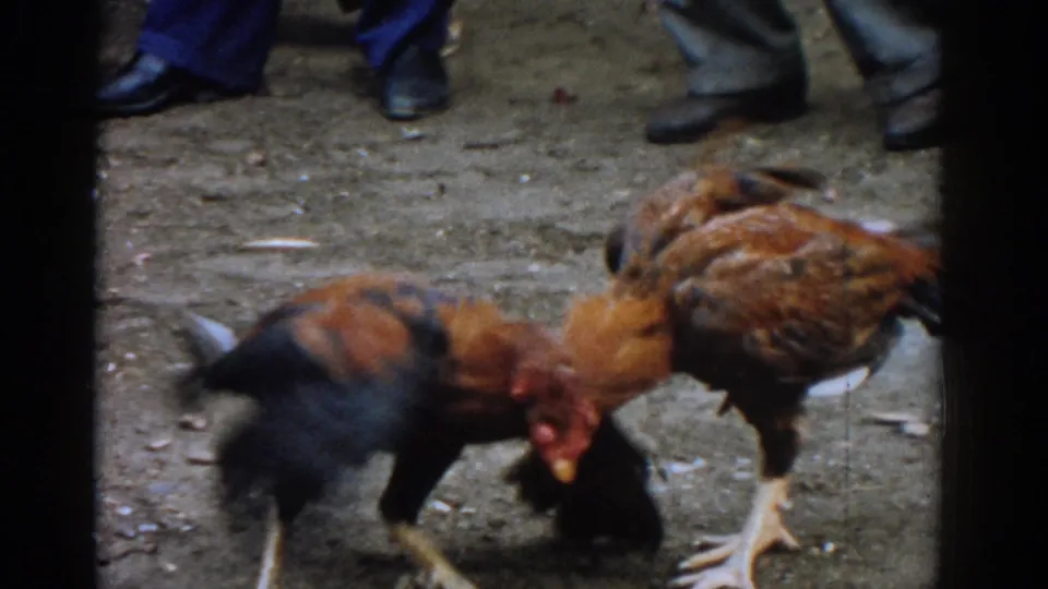 In 1962 Izmir home-movie footage, two roosters fight on a dirt surface as adult male spectators stand close around them.