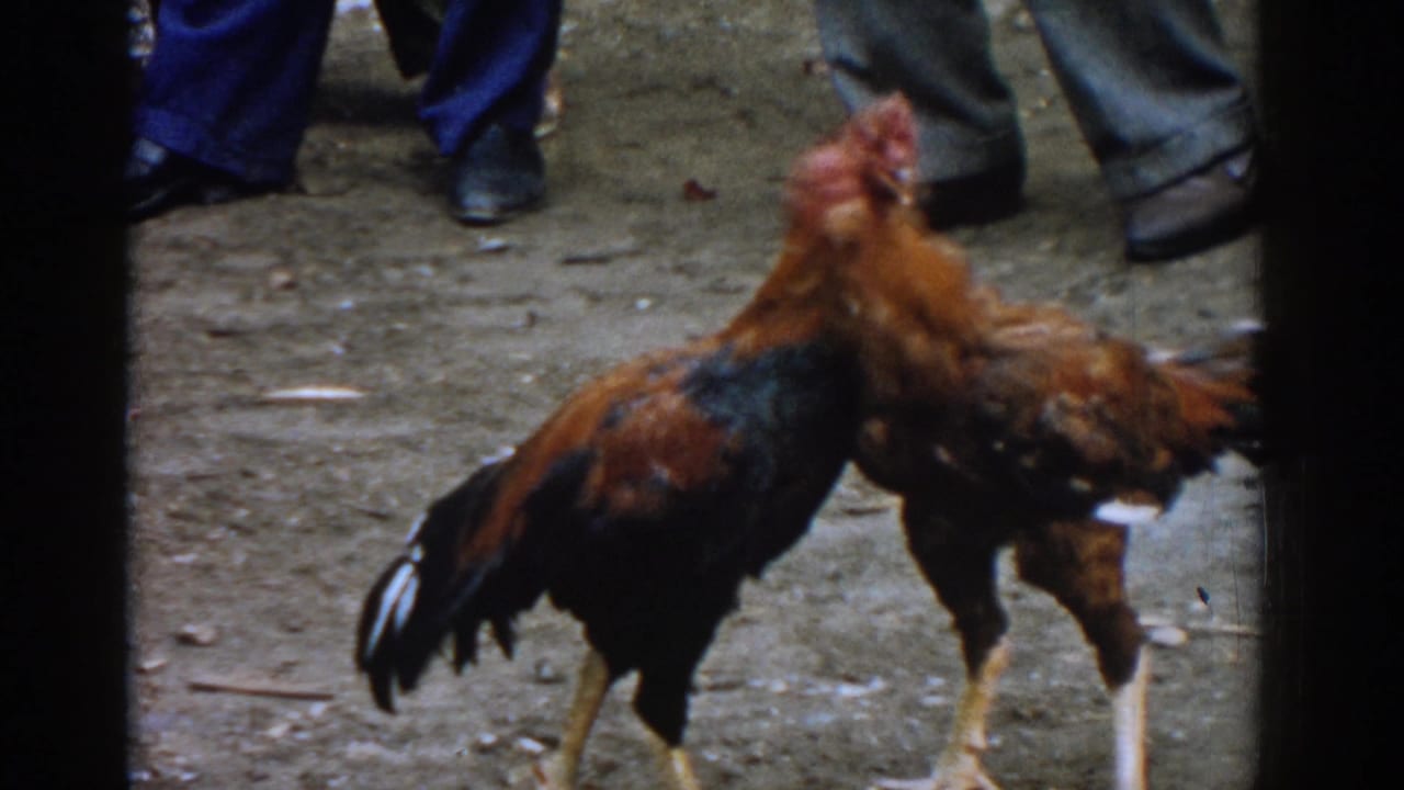 Two roosters face each other upright on dirt near spectators' shoes.
