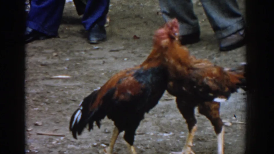 The roosters rear toward one another in a dirt ring, with men's shoes and trousers visible at the top of the 1962 Izmir frame.