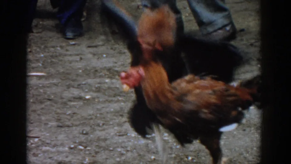 A brown rooster fills the foreground during the fight, with another rooster blurred behind and men's legs visible in the Izmir crowd.