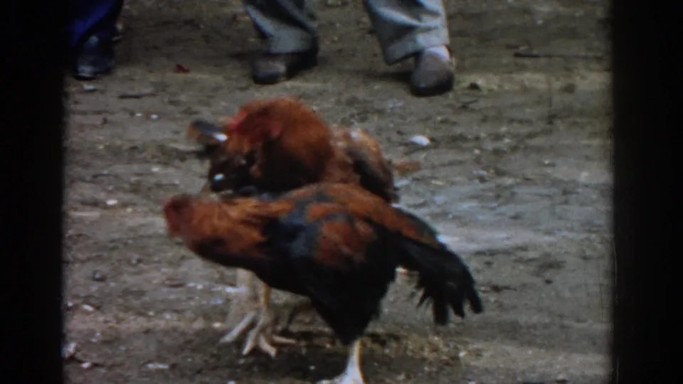 Near the end of the clip, the roosters are close together on the dirt while adult male spectators stand around the ring in Izmir.