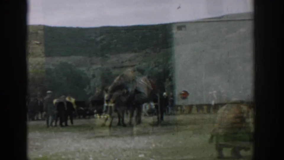 1962 Izmir home-movie frame showing two large animals near watching men, with a white vehicle or trailer and hillside behind them.