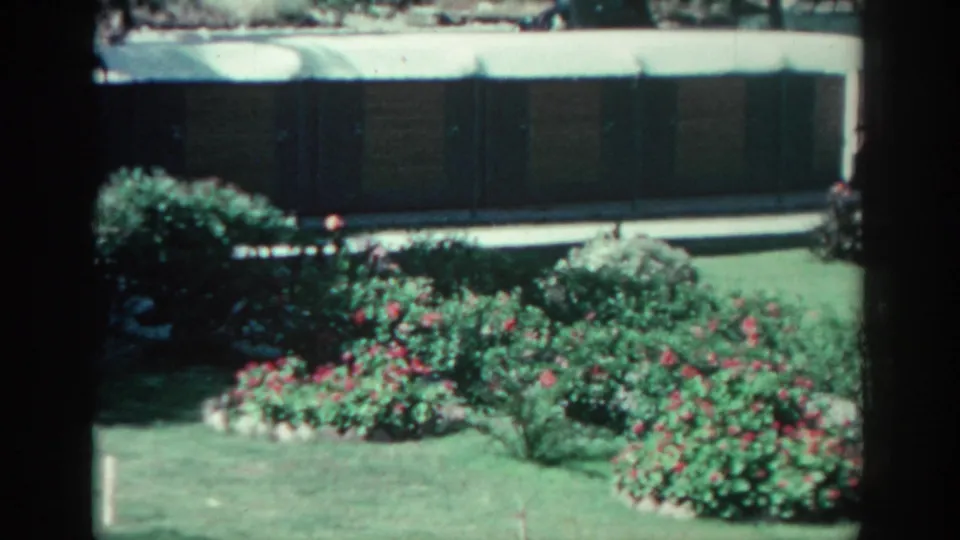 1962 Rhodes garden view with dense red flowers, rounded shrubs, grass, and a low modern building in the background.