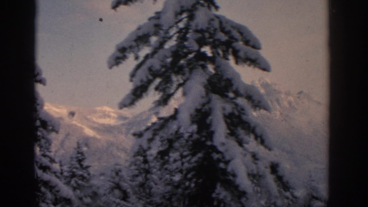 Snowy evergreen branches and a dark central trunk partly obscure distant mountains.