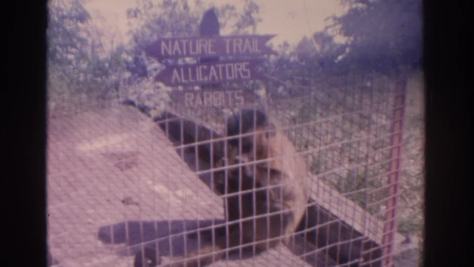 1962 Florida 8mm frame showing the sign above a wire enclosure where a dark animal is partly visible near a shaded structure.