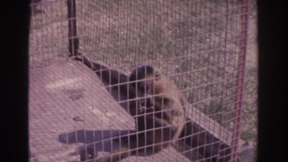1962 Florida 8mm frame focused on a fenced animal enclosure, with a dark animal shape beside a low wooden shelter or platform.