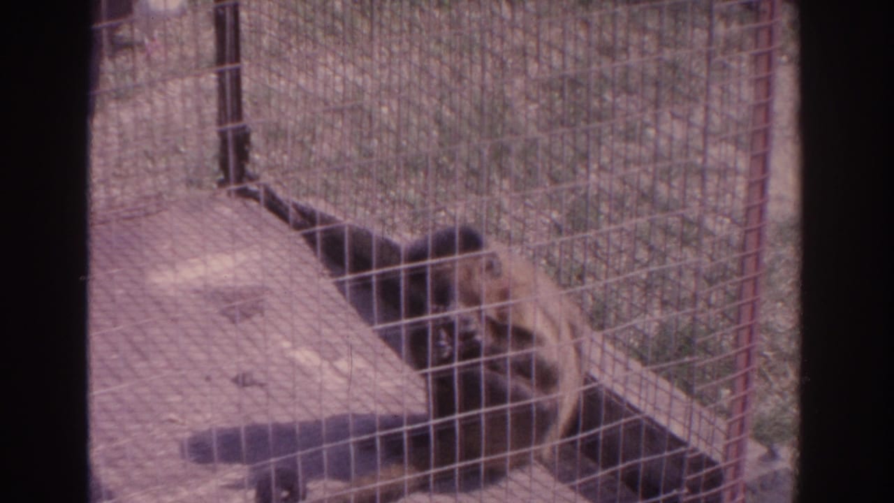Monkey behind wire mesh beside a wooden platform in an outdoor enclosure.