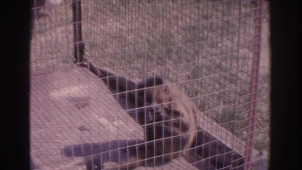 1962 Florida home-movie frame showing a dark-furred monkey inside a wire mesh enclosure with a wooden platform and grass beyond.