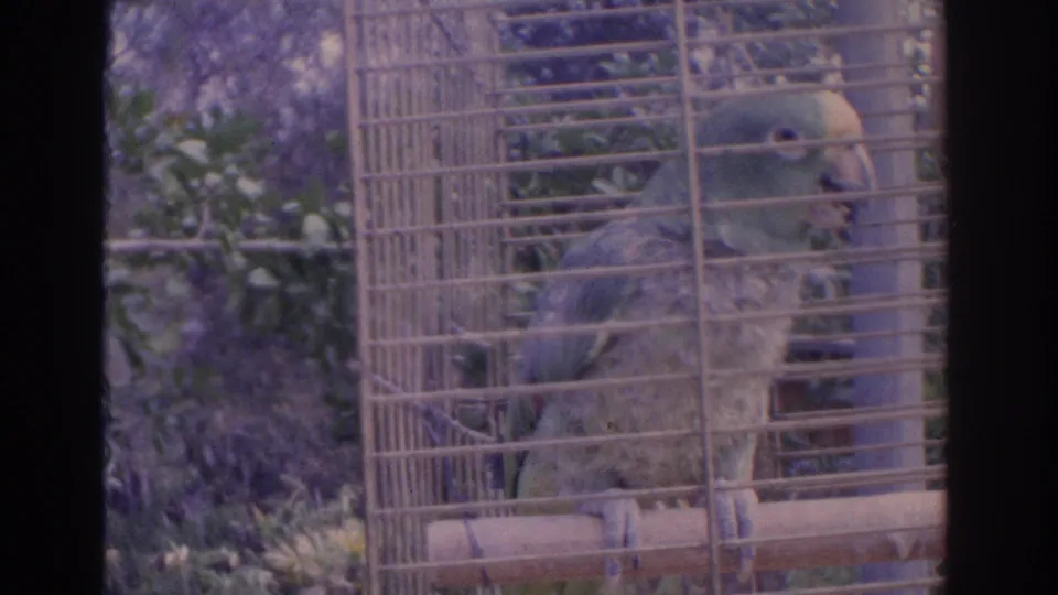 1962 Florida 8mm still showing a green parrot on a wooden perch inside a wire cage outdoors.
