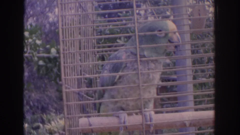 1962 Florida home-movie frame of a green parrot perched in a wire cage with outdoor foliage behind it.
