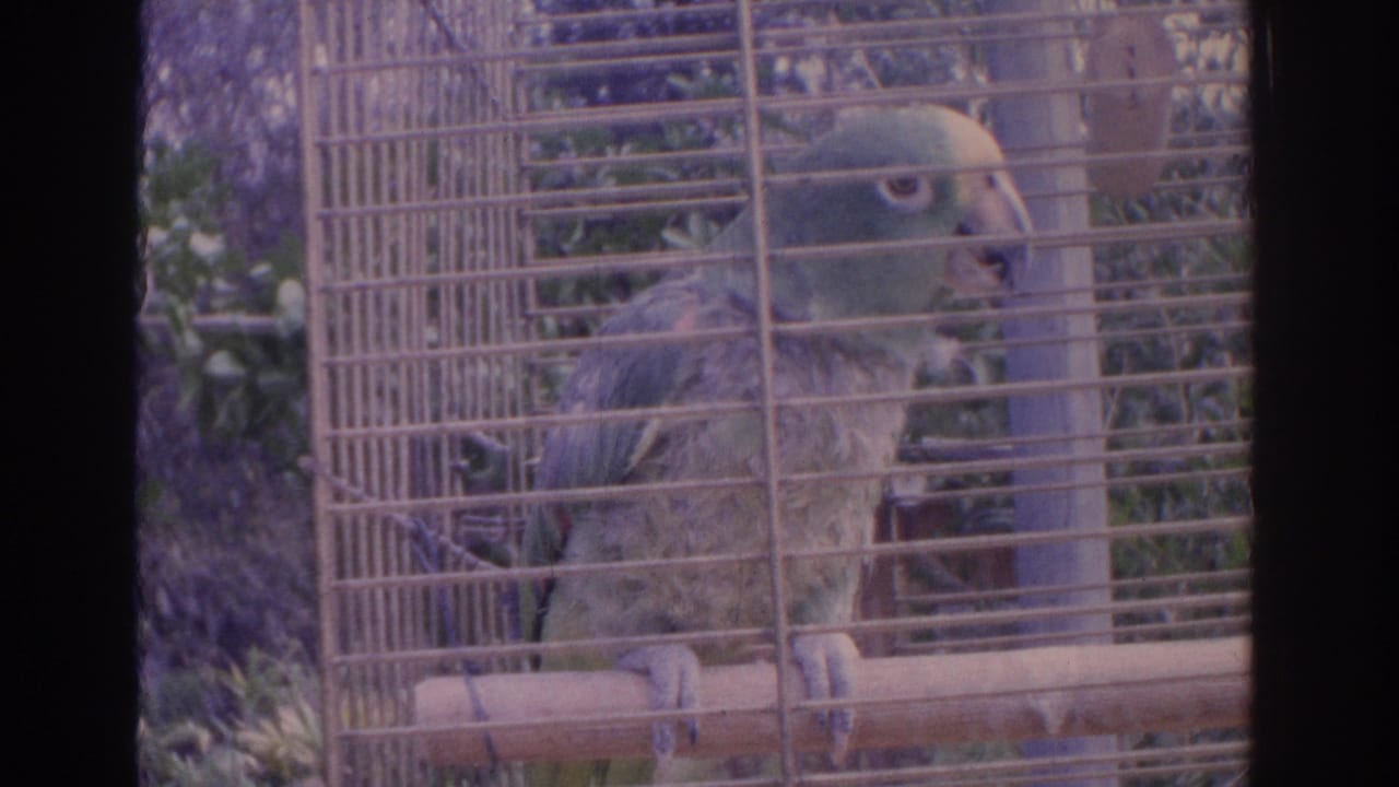 Parrot perched inside a wire cage with film gate edges visible.
