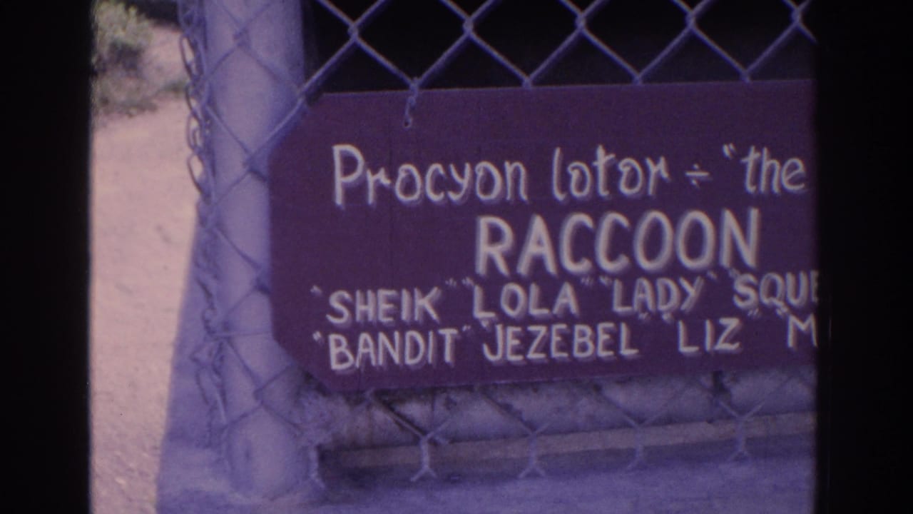 Hand-painted raccoon enclosure sign hanging on chain-link fencing.